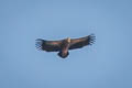 Himalayan Vulture Gyps himalayensis