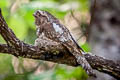 Hodgson's Frogmouth Batrachostomus hodgsoni indochinae