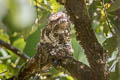 Hodgson's Frogmouth Batrachostomus hodgsoni indochinae
