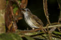 Horsfield's Babbler Malacocincla sepiaria tardinata