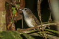 Horsfield's Babbler Malacocincla sepiaria tardinata