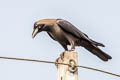 House Crow Corvus splendens insolens