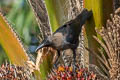 House Crow Corvus splendens insolens