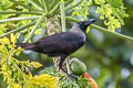 House Crow Corvus splendens insolens