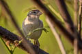 House Sparrow Passer domesticus indicus