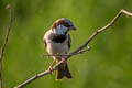 House Sparrow Passer domesticus indicus