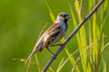 House Sparrow Passer domesticus indicus