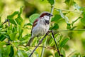 House Sparrow Passer domesticus indicus