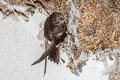 House Swift Apus nipalensis subfurcatus