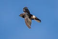 House Swift Apus nipalensis subfurcatus