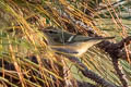 Hume's Leaf Warbler Phylloscopus humei mandellii