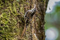 Hume's Treecreeper Certhia manipurensis shanensis