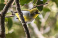 Hume's White-eye Zosterops auriventer wetmorei