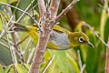 Hume's White-eye Zosterops auriventer wetmorei