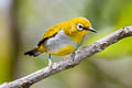 Hume's White-eye Zosterops auriventer wetmorei