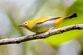 Hume's White-eye Zosterops auriventer wetmorei