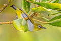 Hume's White-eye Zosterops auriventer wetmorei