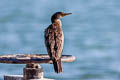 Indian Cormorant Phalacrocorax fuscicollis