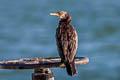 Indian Cormorant Phalacrocorax fuscicollis