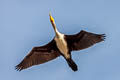 Indian Cormorant Phalacrocorax fuscicollis