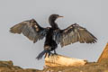 Indian Cormorant Phalacrocorax fuscicollis