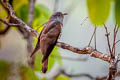 Indian Cuckoo Cuculus micropterus micropterus