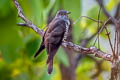 Indian Cuckoo Cuculus micropterus micropterus