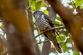 Indian Cuckoo Cuculus micropterus micropterus