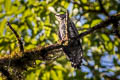 Indian Cuckoo Cuculus micropterus micropterus