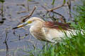 Indian Pond Heron Ardeola grayii