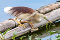 Indian Pond Heron Ardeola grayii