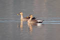 Indian Spot-billed Duck Anas poecilorhyncha haringtoni