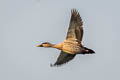 Indian Spot-billed Duck Anas poecilorhyncha haringtoni