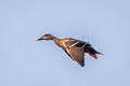 Indian Spot-billed Duck Anas poecilorhyncha haringtoni