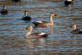 Indian Spot-billed Duck Anas poecilorhyncha haringtoni