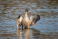 Indian Spot-billed Duck Anas poecilorhyncha haringtoni