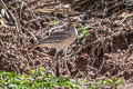 Indian Stone-curlew Burhinus indicus (Indian Thick-knee)