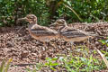 Indian Stone-curlew Burhinus indicus (Indian Thick-knee)