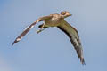 Indian Stone-curlew Burhinus indicus (Indian Thick-knee)