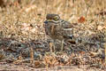 Indian Stone-curlew Burhinus indicus (Indian Thick-knee)