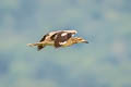 Indian Stone-curlew Burhinus indicus (Indian Thick-knee)