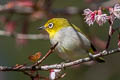 Indian White-eye Zosterops palpebrosus siamensis