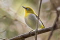 Indian White-eye Zosterops palpebrosus siamensis