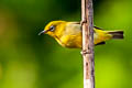 Indian White-eye Zosterops palpebrosus siamensis