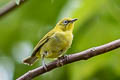 Indian White-eye Zosterops palpebrosus siamensis