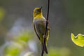 Indian White-eye Zosterops palpebrosus siamensis