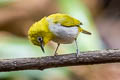 Indian White-eye Zosterops palpebrosus siamensis