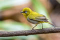 Indian White-eye Zosterops palpebrosus siamensis