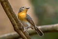 Indochinese Blue Flycatcher Cyornis sumatrensis indochina