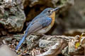 Indochinese Blue Flycatcher Cyornis sumatrensis indochina